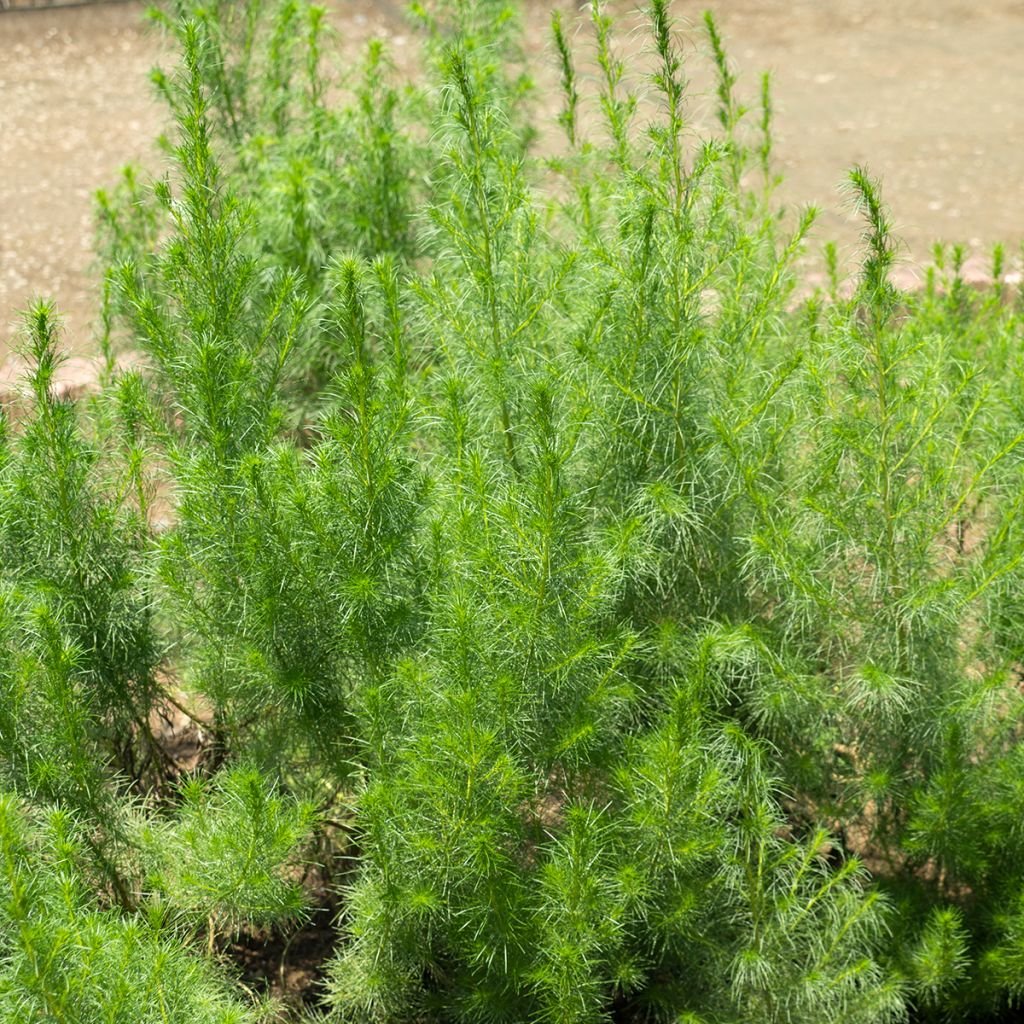 Armoise - Artemisia capillaris