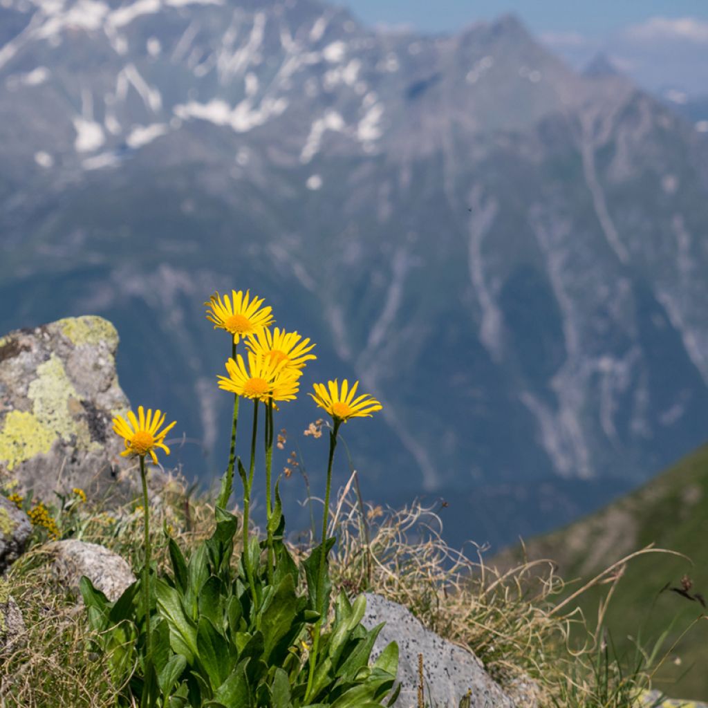Arnica montana - Graines