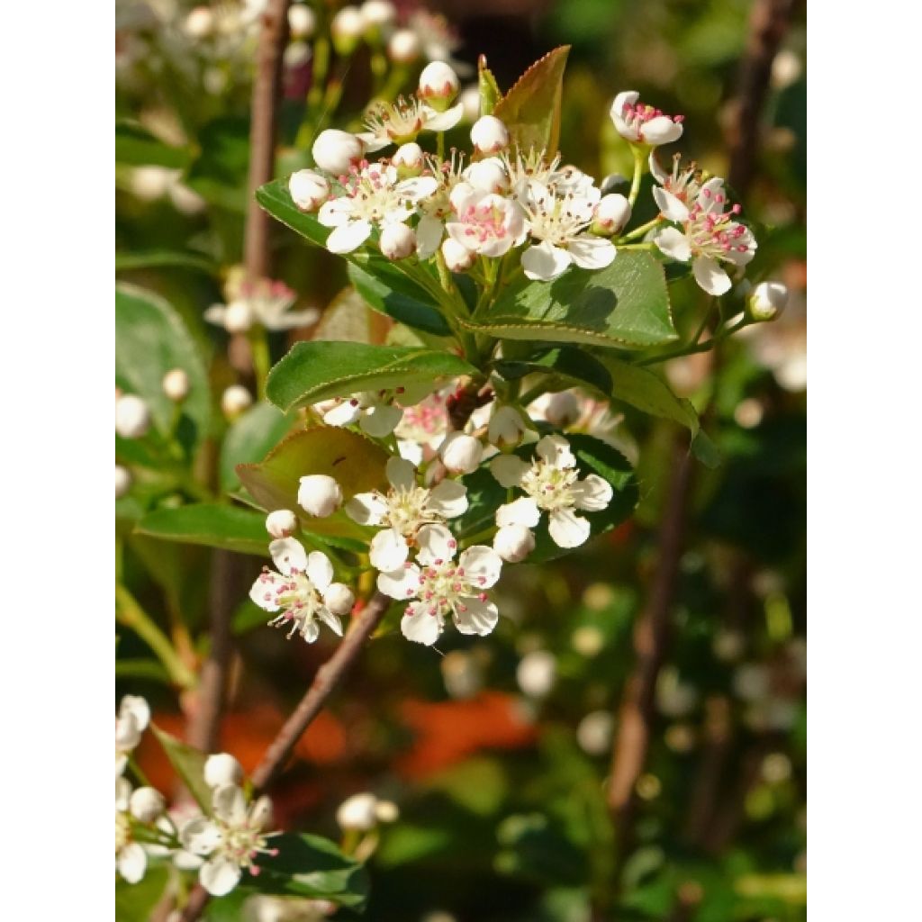 Aronia melanocarpa Autumn Magic