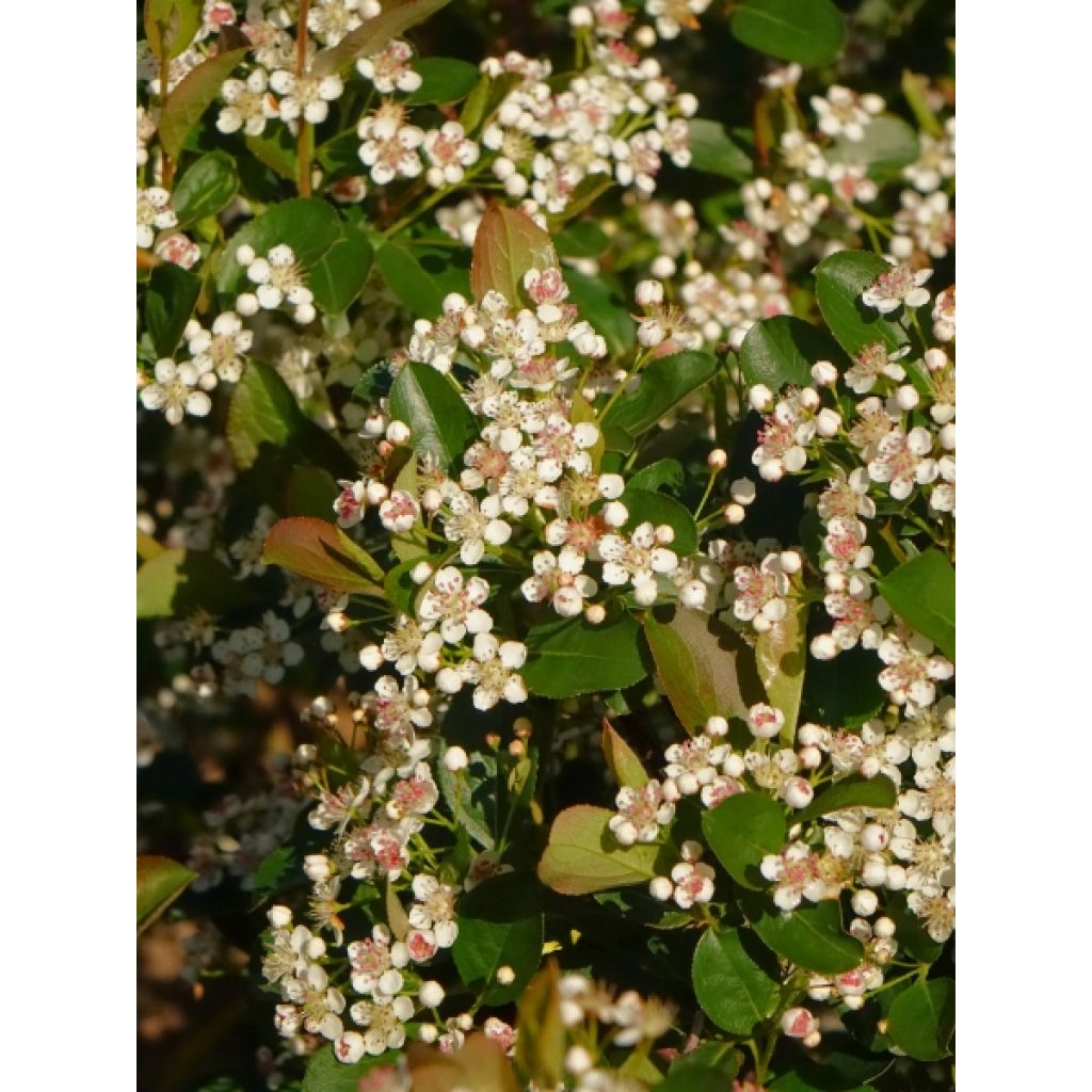Aronia melanocarpa Autumn Magic