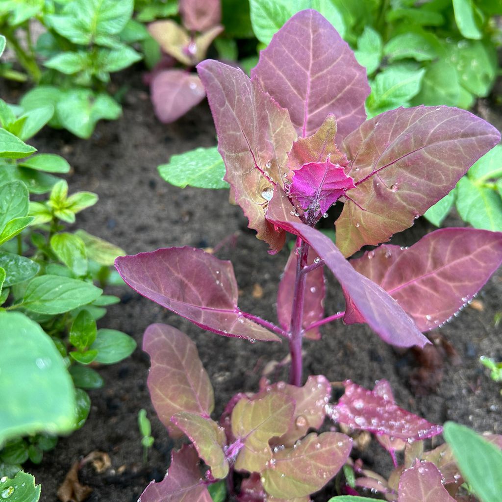 Arroche rouge