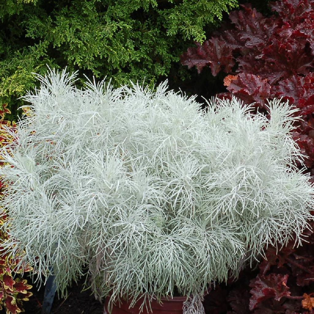 Artemisia mauiensis Makana Silver - Armoise de Mauï