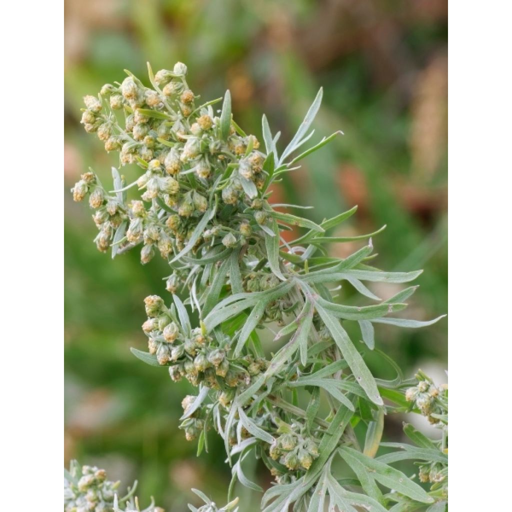 Absinthe - Artemisia absinthium