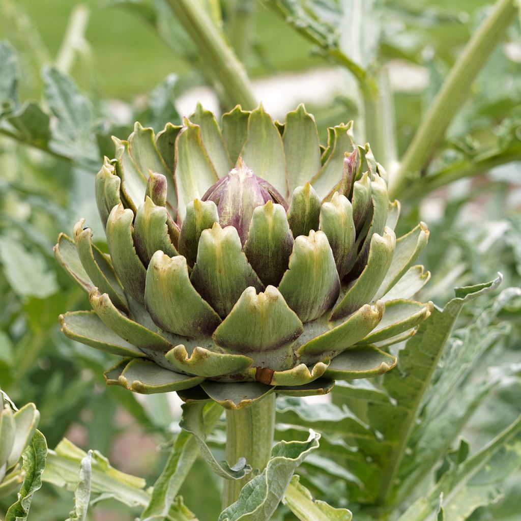 Artichaut Gros vert de Laon - Cynara scolymus 