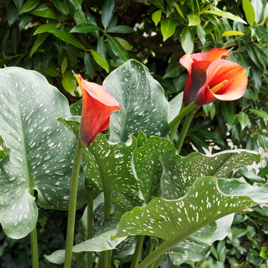 Arum ou Calla orange - Zantedeschia Mango