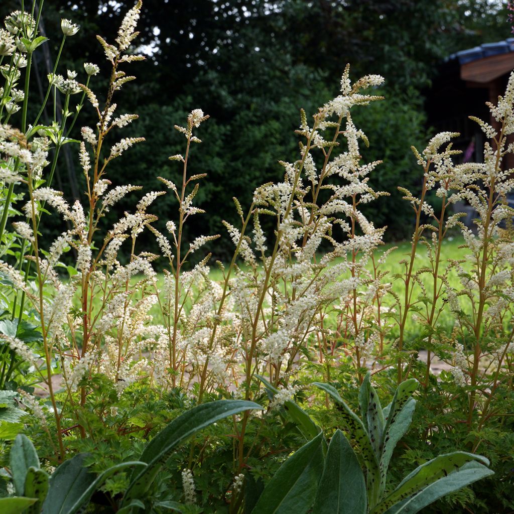 Aruncus aethusifolius - Barbe de Bouc naine