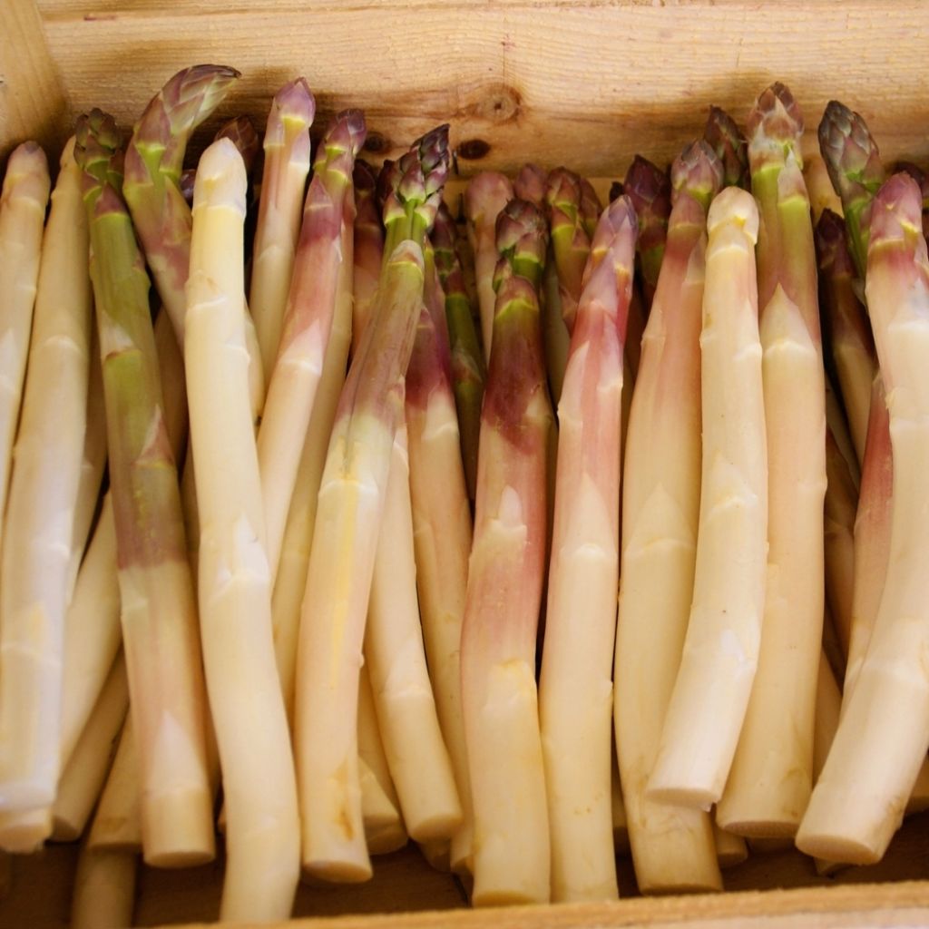Asperge Argenteuil en griffes - Asparagus officinalis