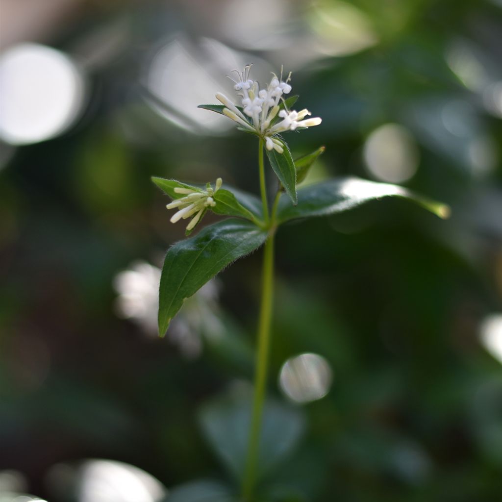 Asperula taurina - Aspérule de Turin