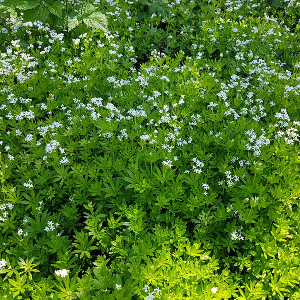 Aspérule odorante - Galium odoratum