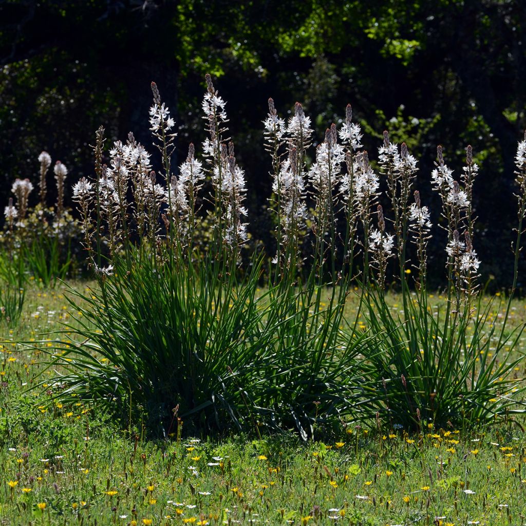 Asphodèle blanc - Asphodelus albus