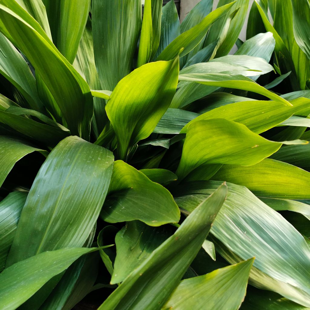 Aspidistra elatior - Aspidistre élevée