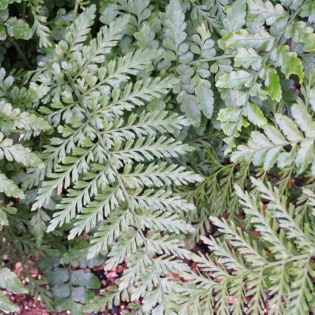 Asplenium Parvati - Fougère
