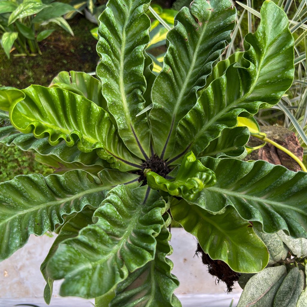 Asplenium nidus Crispy Wave - Fougère nid d'oiseau