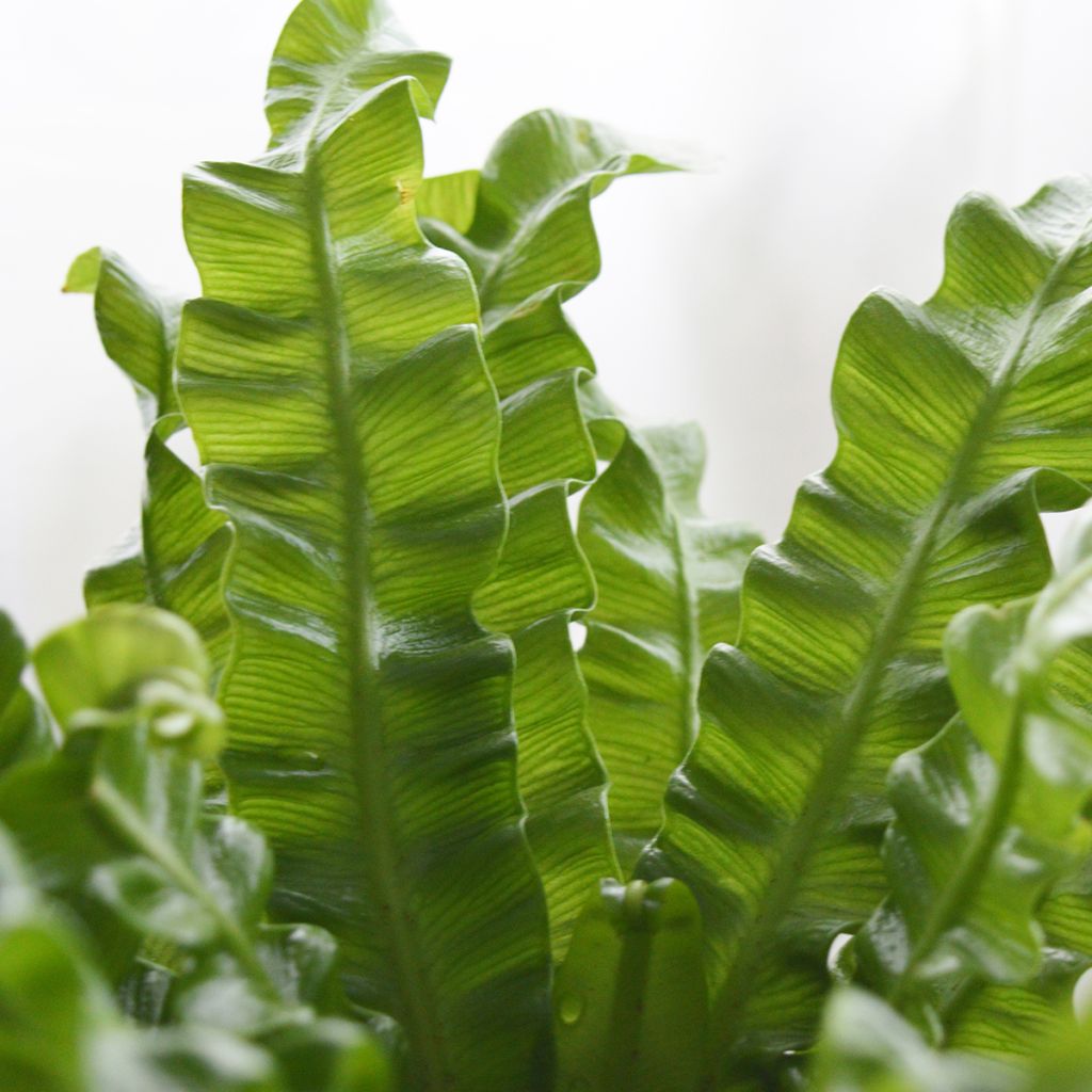 Asplenium nidus Crispy Wave - Fougère nid d'oiseau