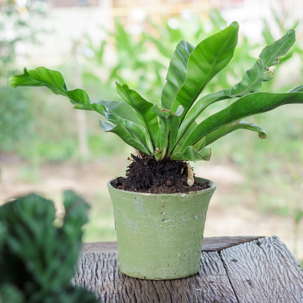 Asplenium nidus - Fougère nid d'oiseau