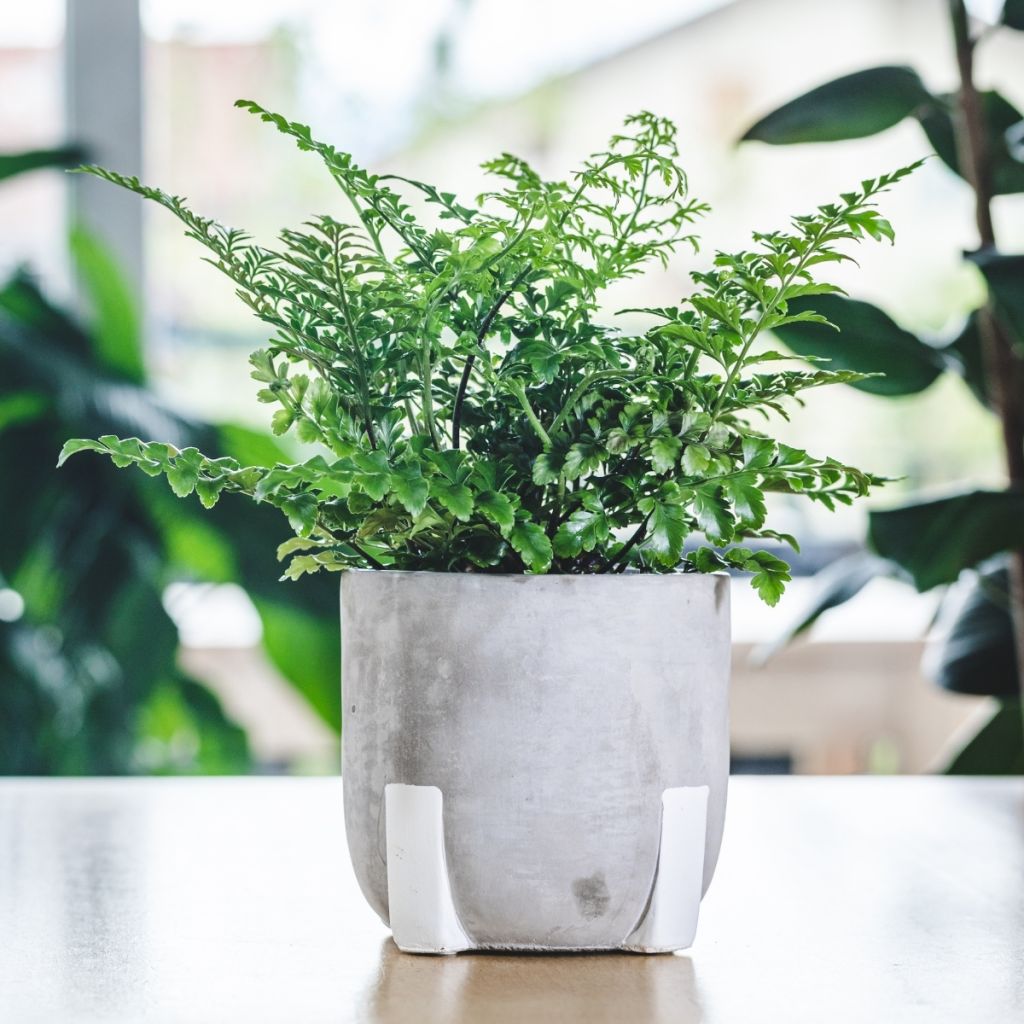 Asplenium Parvati - Fougère