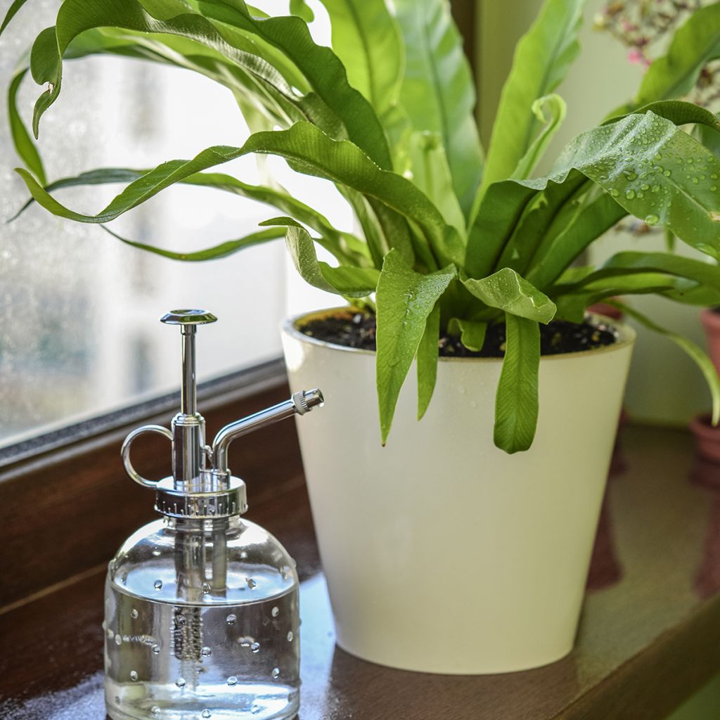 Asplenium nidus - Fougère nid d'oiseau