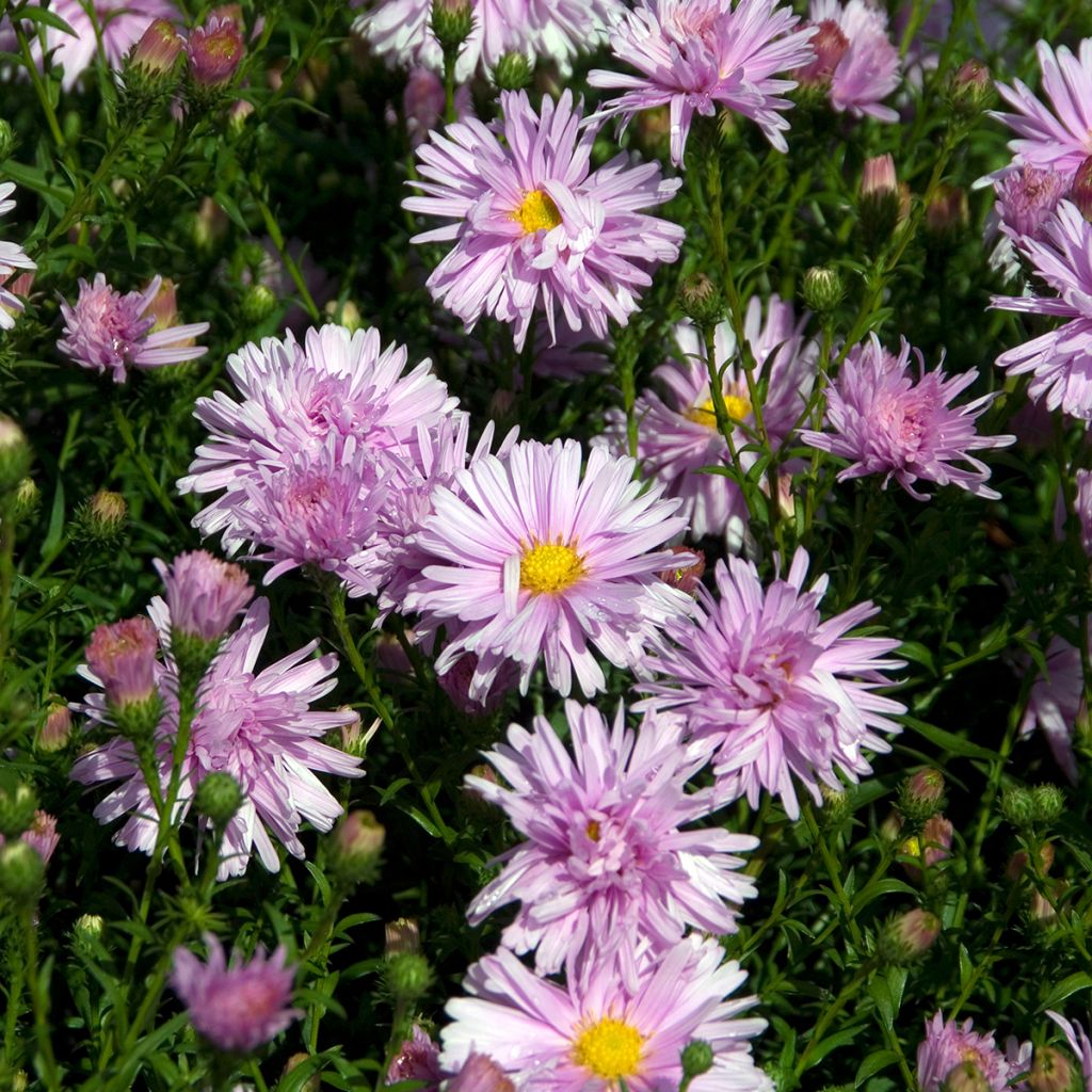 Aster Novi-belgii Fellowship - Aster d'automne