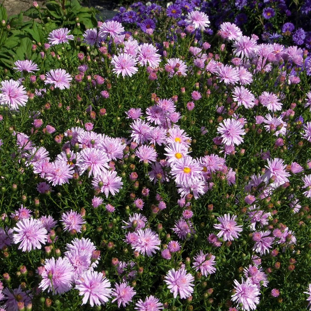 Aster Novi-belgii Fellowship - Aster d'automne