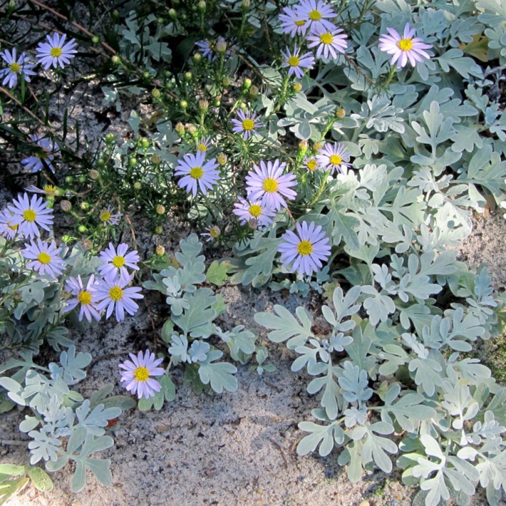 Aster à feuilles de lin - Aster linariifolius
