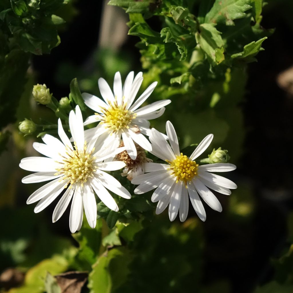 Aster ageratoides Ashvi - Aster d'automne blanc
