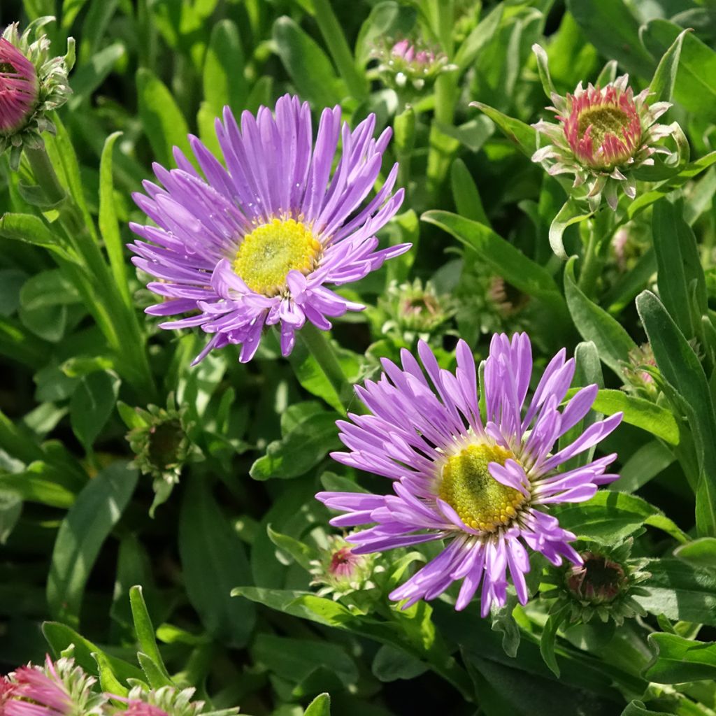 Aster alpinus Goliath - Aster des Alpes