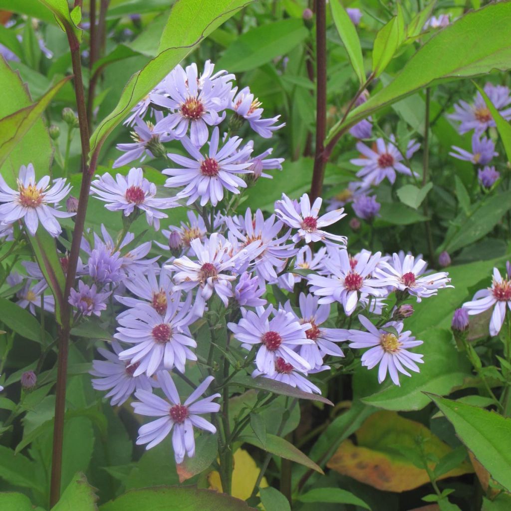 Aster cordifolius Little Carlow