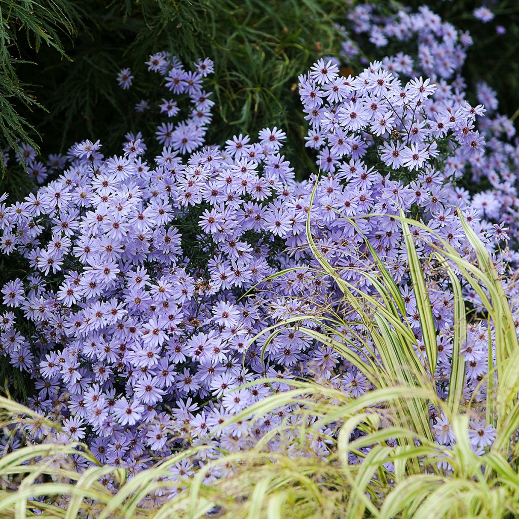Aster cordifolius Little Carlow - Aster d'automne