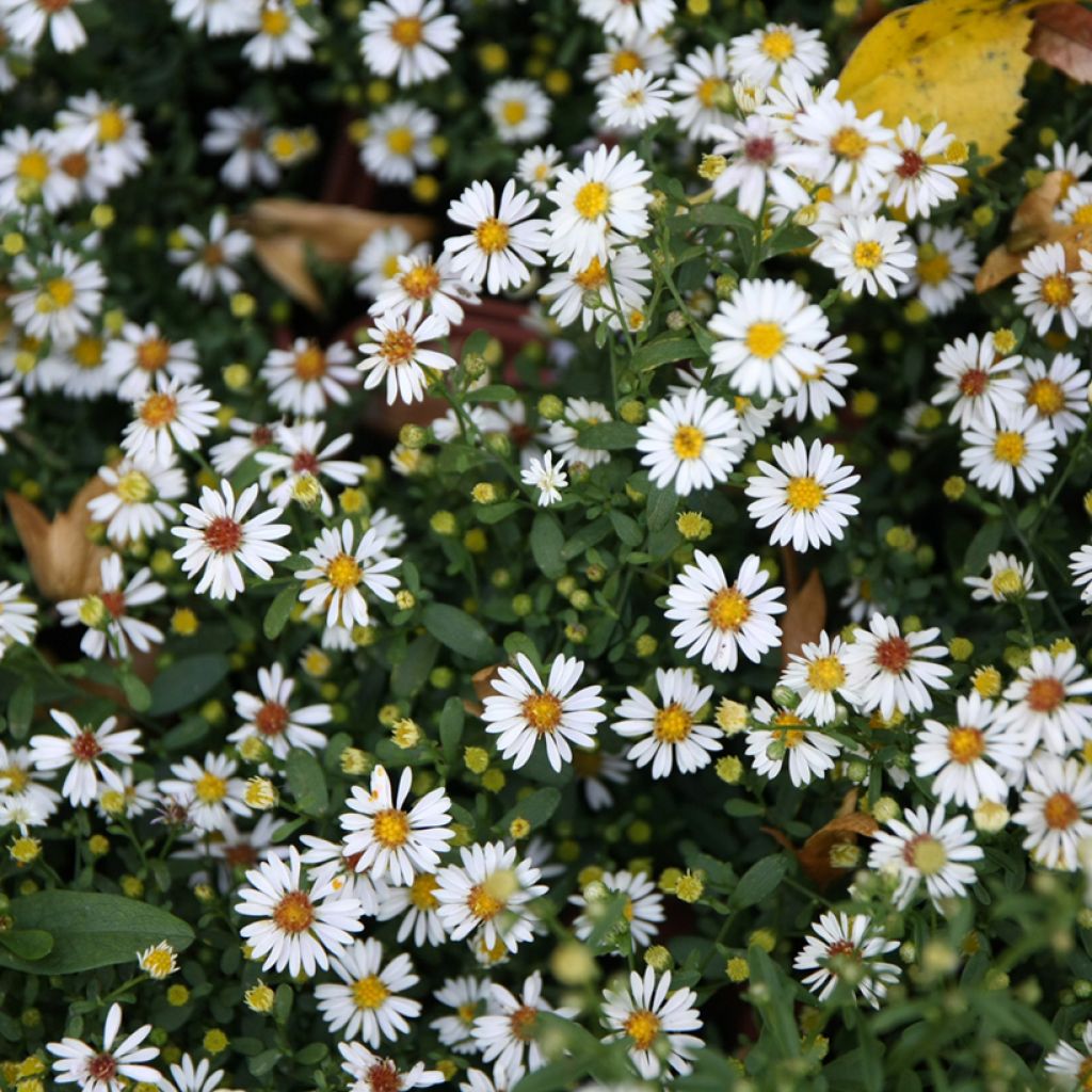 Aster fausse-bruyère - Aster ericoides