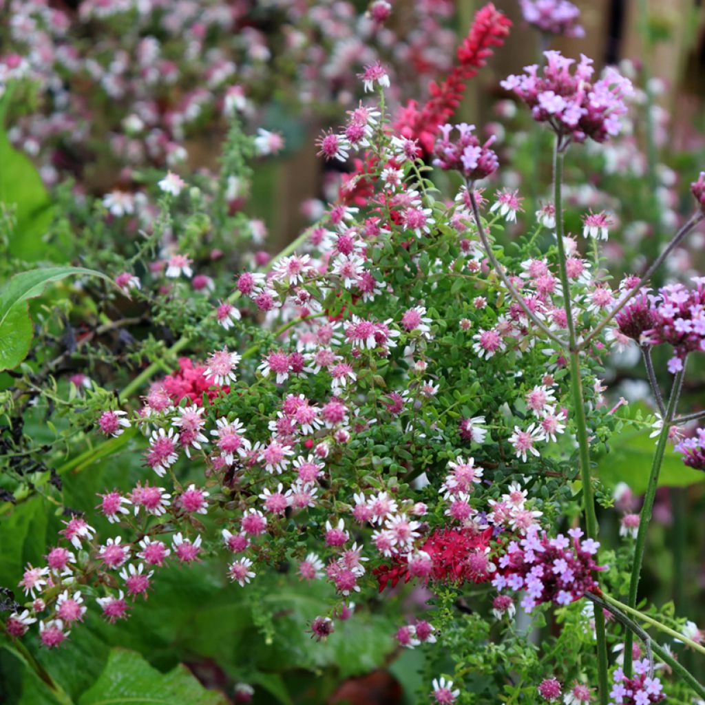 Aster lateriflorus Horizontalis - Aster d'automne
