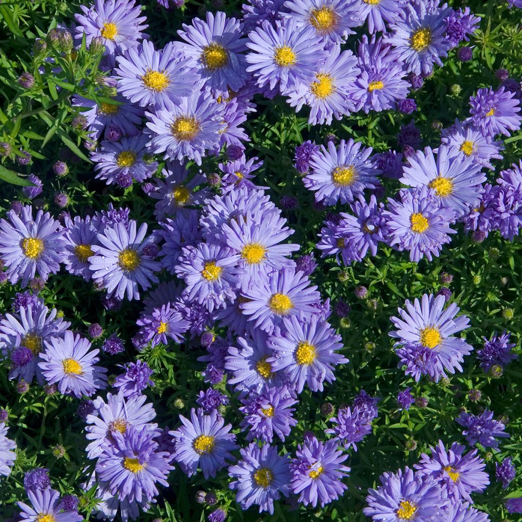 Aster novi-belgii Audrey - Aster nain d'automne