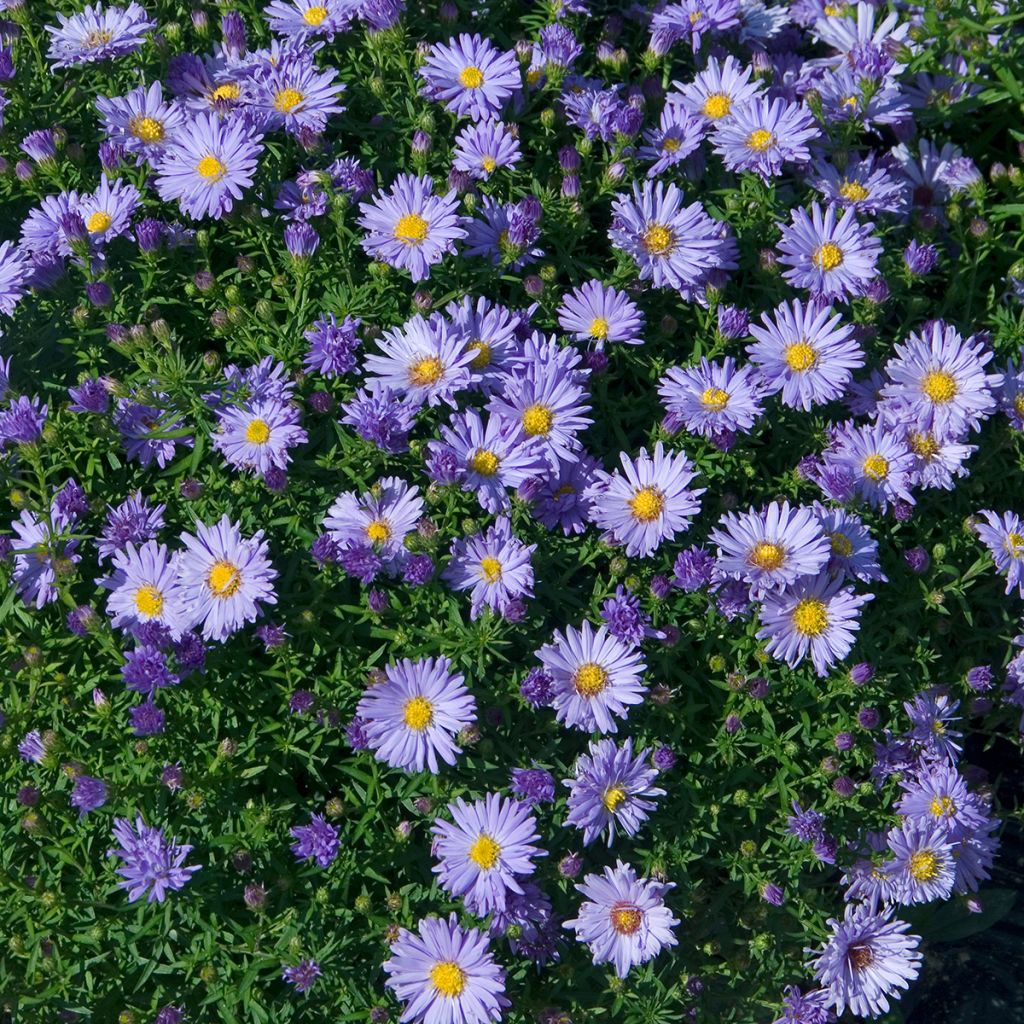Aster novi-belgii Audrey - Aster nain d'automne
