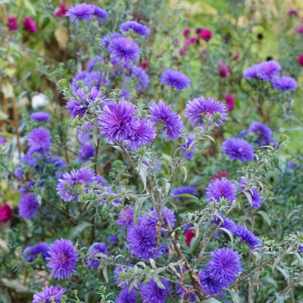 Aster novi-belgii Marie Ballard - Aster grand d’automne