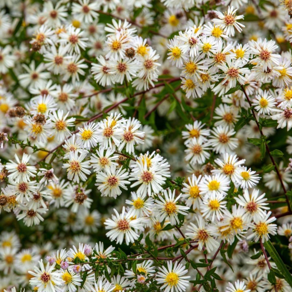 Aster pringlei Monte Cassino