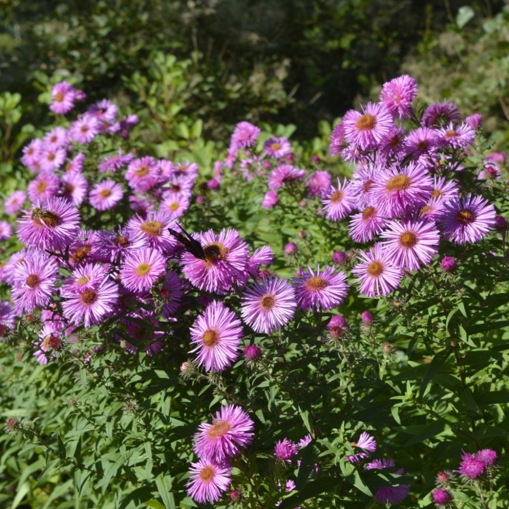 Aster hybride Pink Star - Aster rose