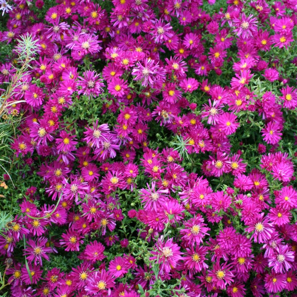 Aster novi-belgii Winston S. Churchill