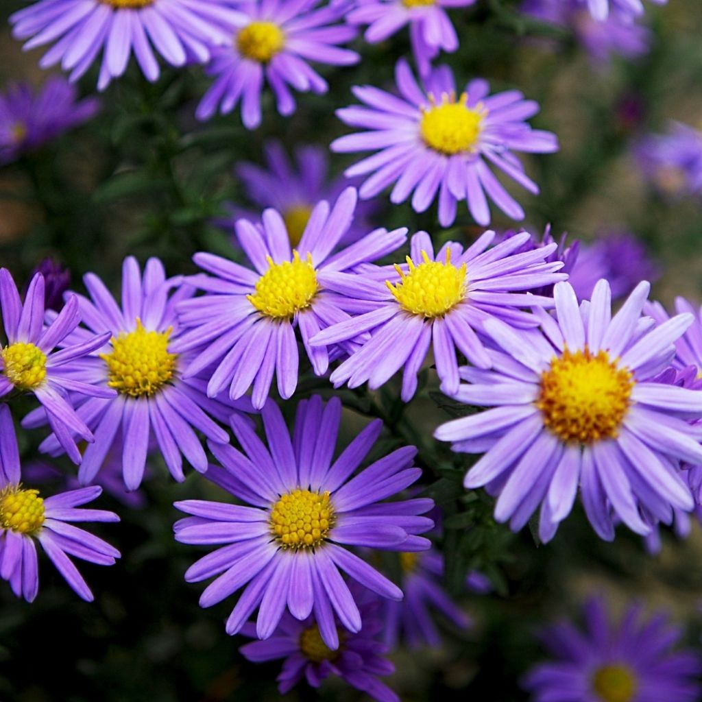 Aster alpinus Goliath - Aster des Alpes