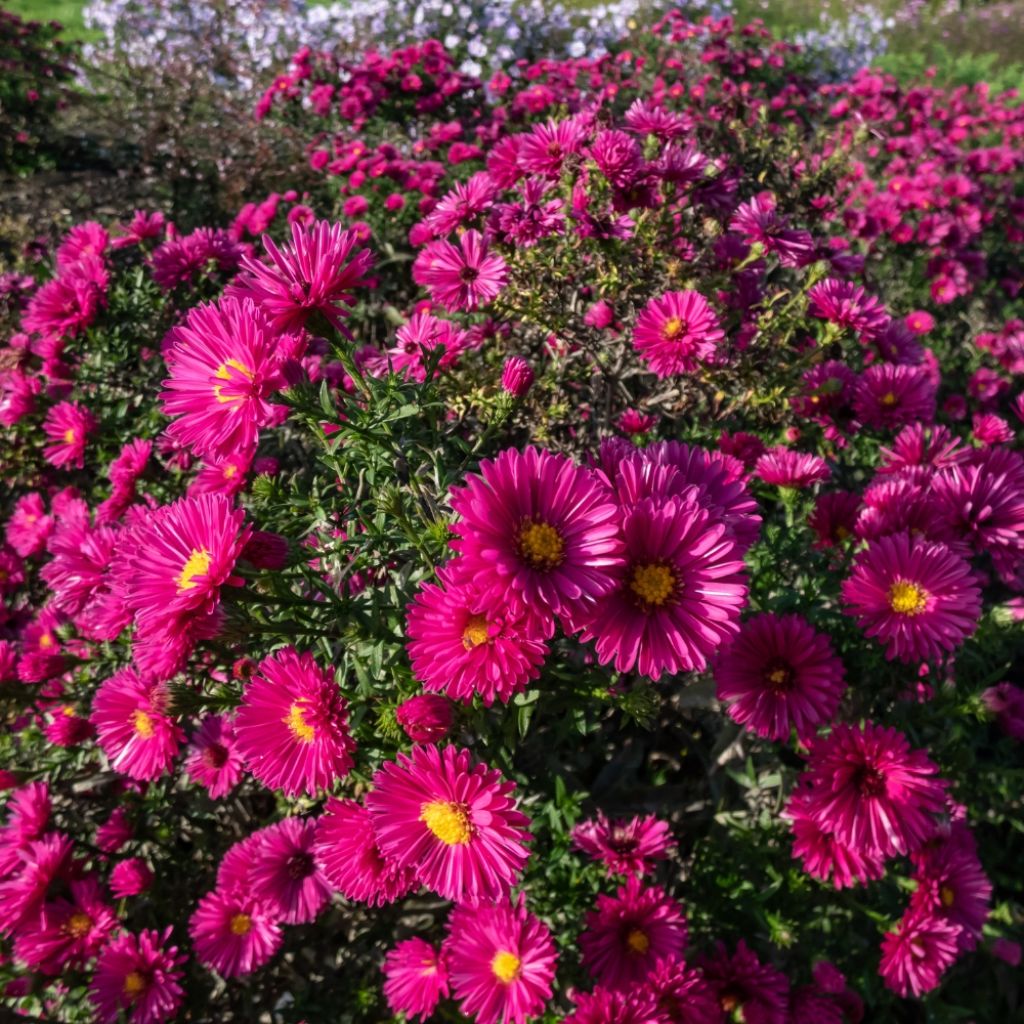 Aster dumosus Jenny - Aster nain