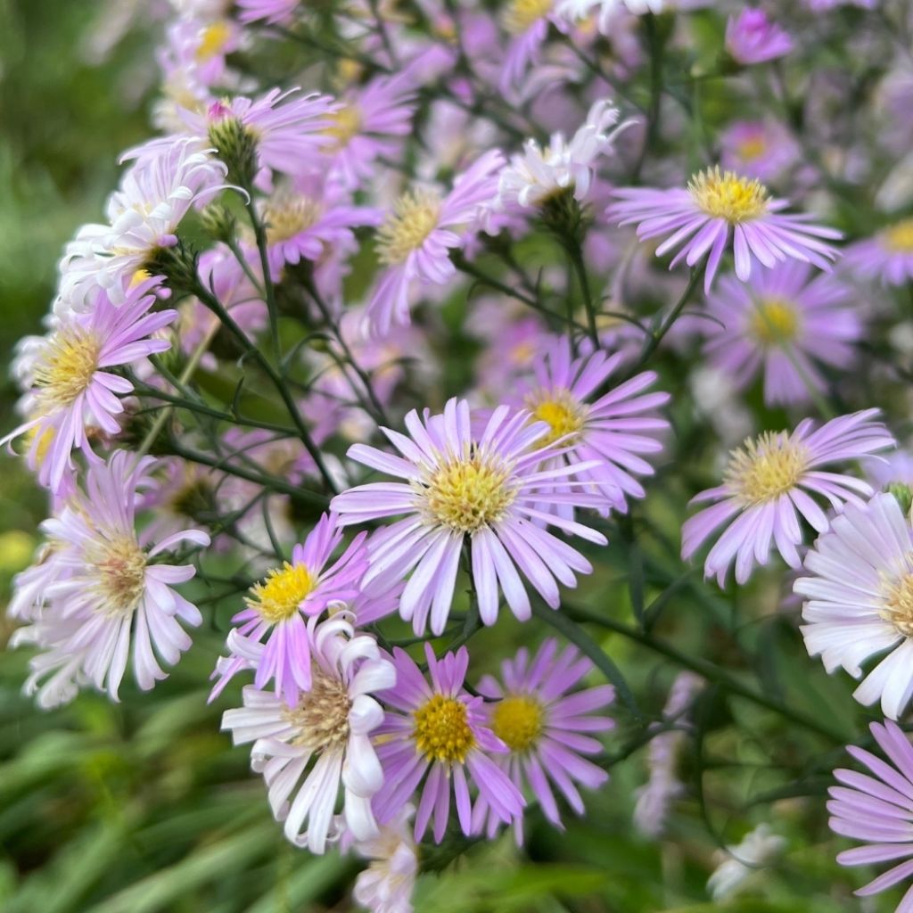 Aster dumosus Peter Harrison - Aster nain d'automne
