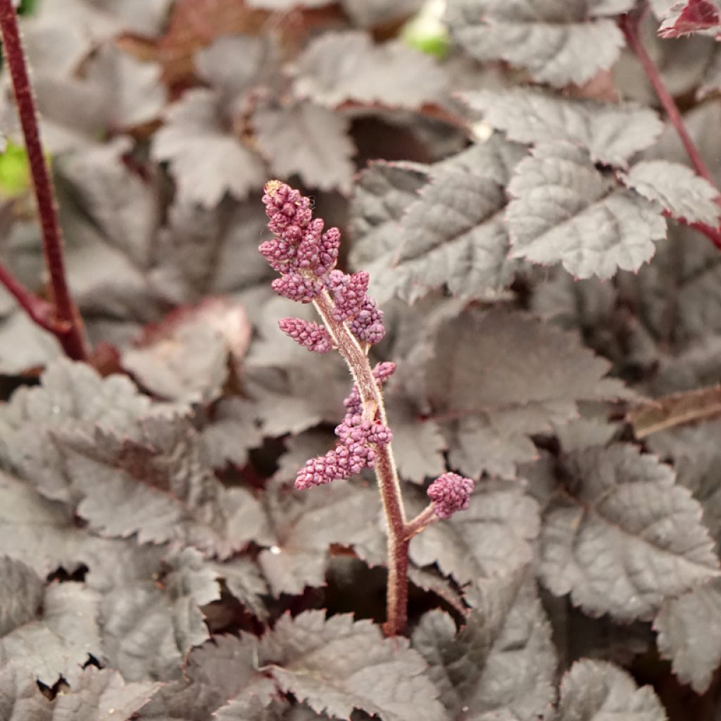 Astilbe Darkside Of The Moon