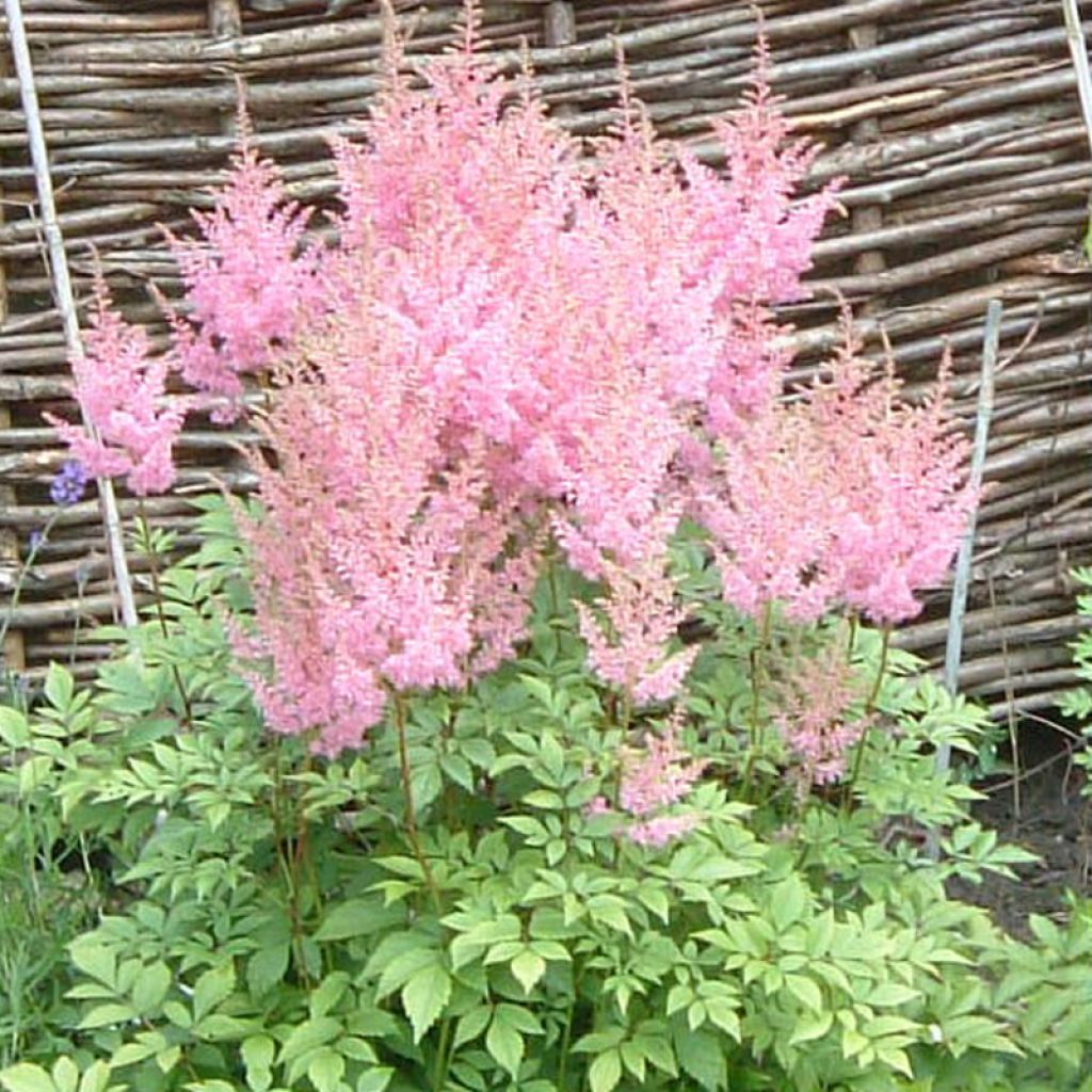 Astilbe arendsii Anita Pfeifer