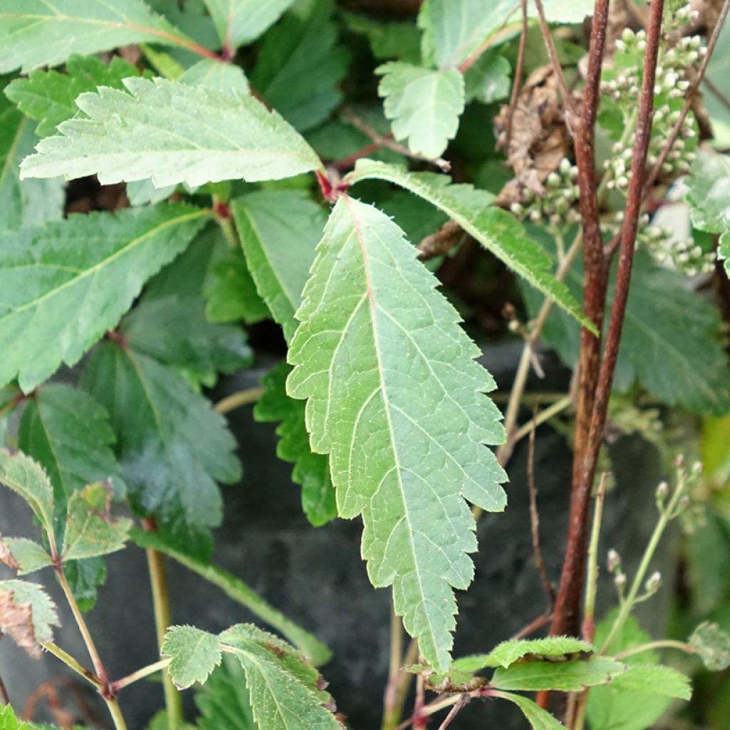 Astilbe arendsii Rock and Roll