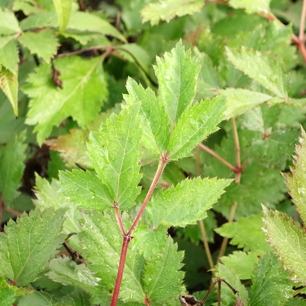 Astilbe chinensis Mighty Chocolate Cherry