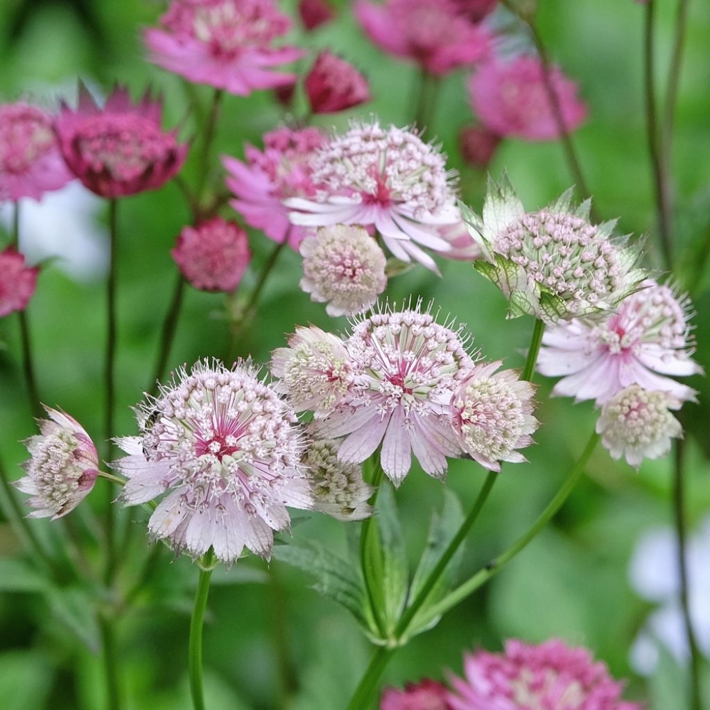 Astrance - Astrantia major Buckland