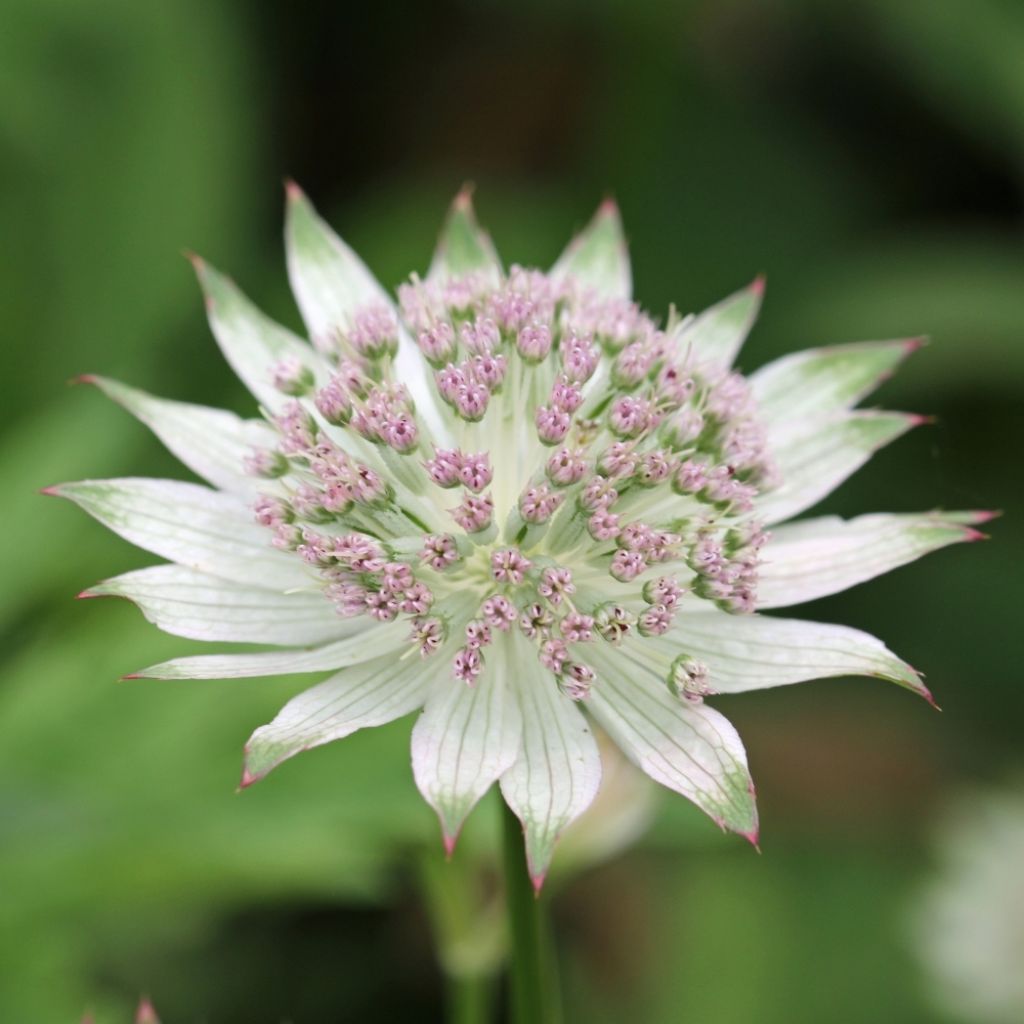 Astrance - Astrantia major Buckland