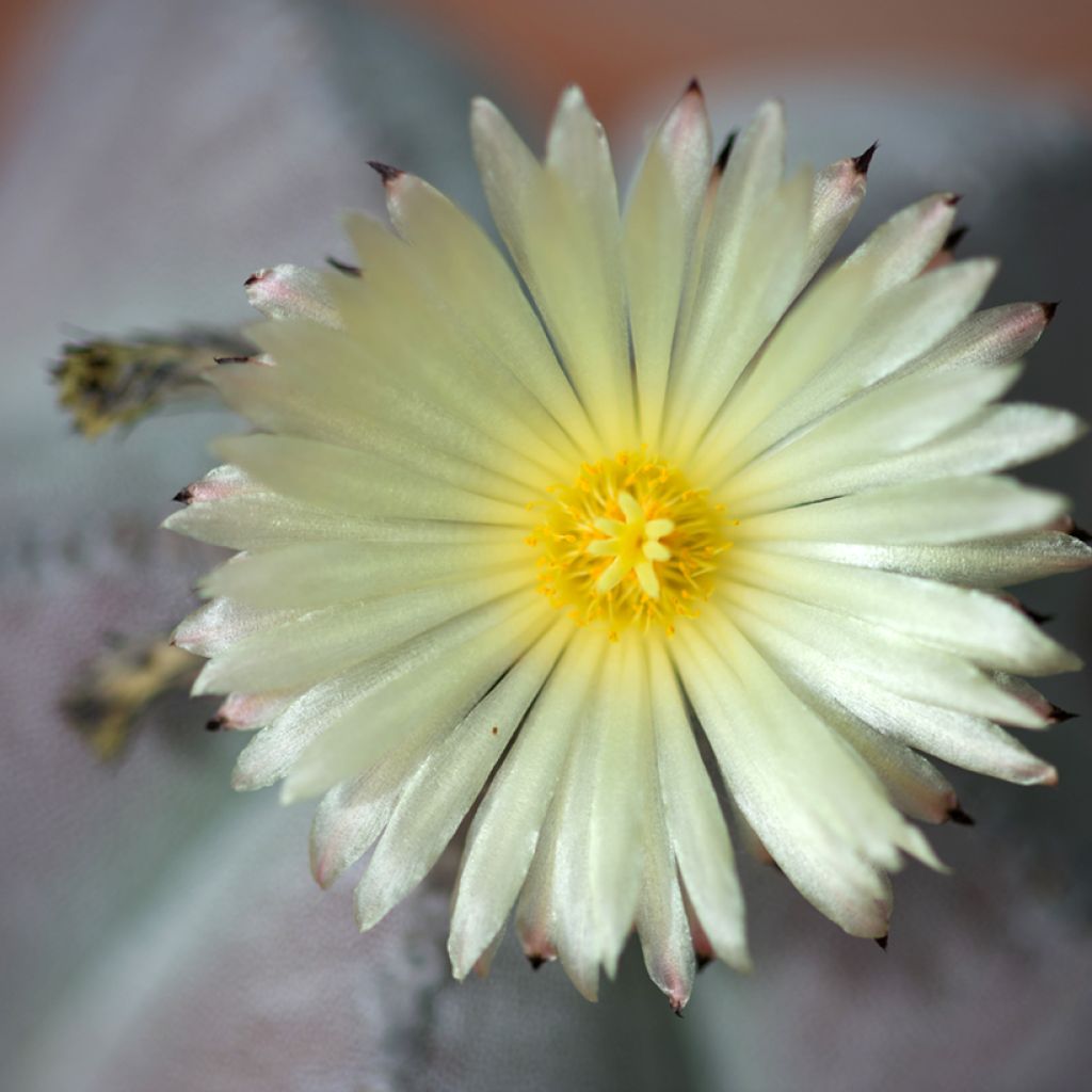 Astrophytum myriostigma - Bonnet d'evêque