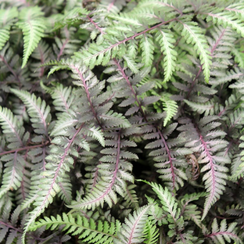 Athyrium niponicum var. pictum Red Beauty - Fougère femelle du Japon