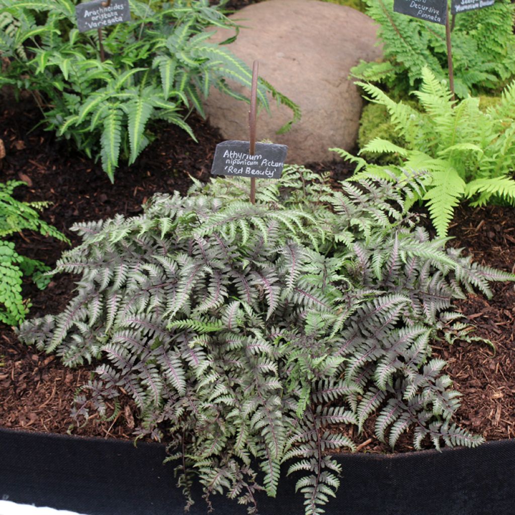 Athyrium niponicum var. pictum Red Beauty - Fougère femelle du Japon