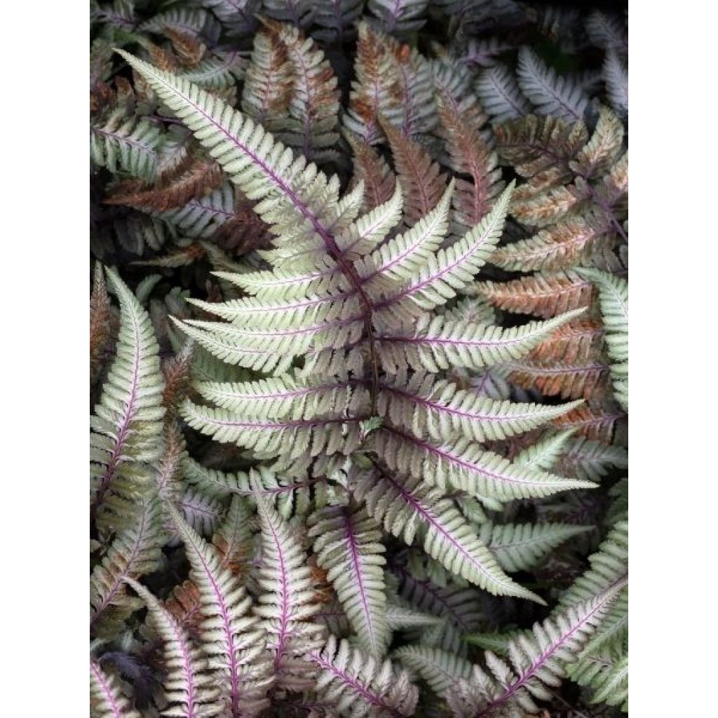 Athyrium niponicum Pictum - Fougère japonaise