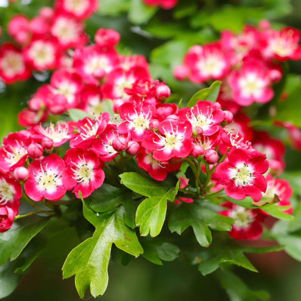 Aubépine - Crataegus laevigata Crimson Cloud